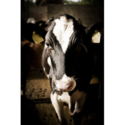 Cow Inside The Farm by Mauro_Grigollo
