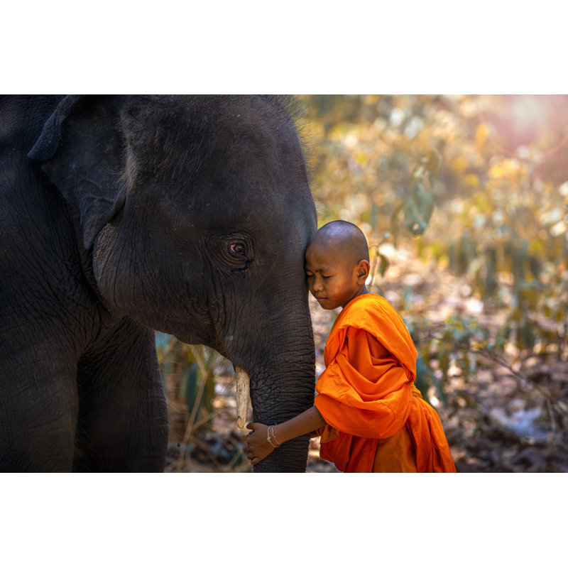 Novices Or Monks Hug Elephants. Novice Thai Standing And Big Elephant With Forest Background. , Tha Tum District, Surin, Thailand. by Thirawatana Phaisalratana - Wrapped Canvas Print