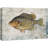 Fish " Redear Sunfish On Granite Background Marine Life Animals Realism Nautical Ultra "-97558806-97558809