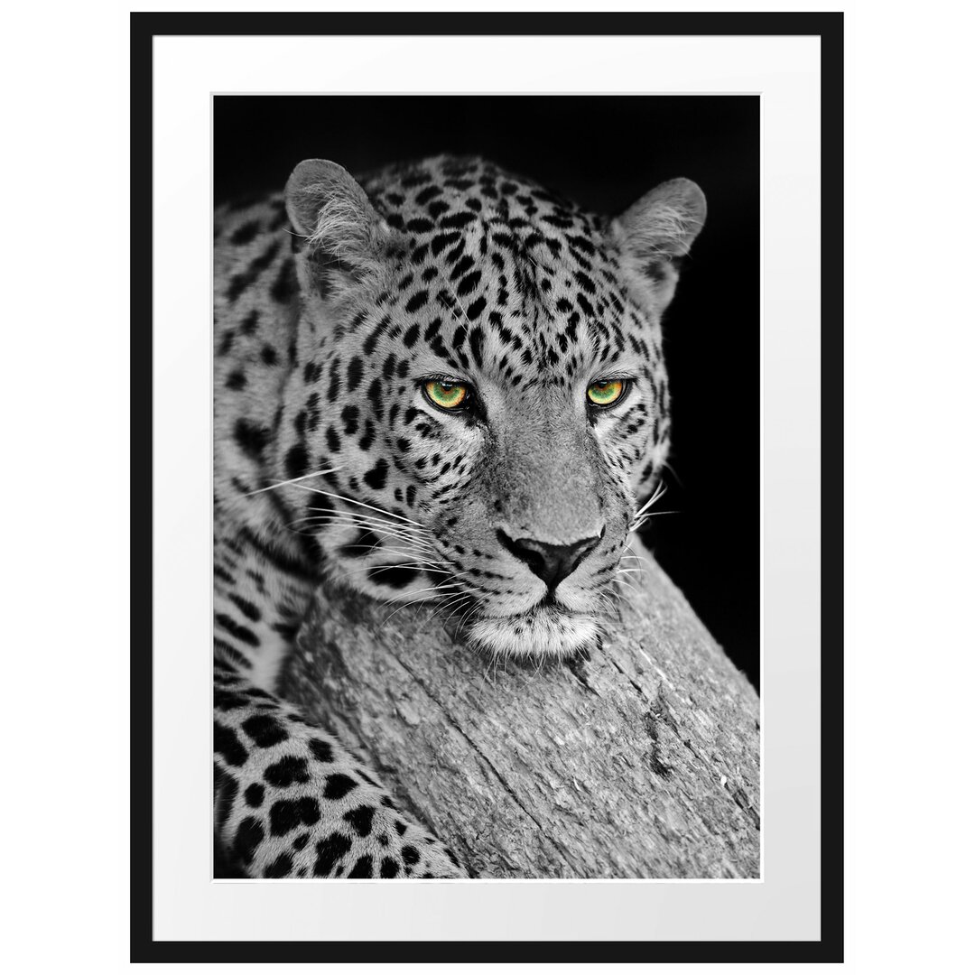 Gerahmtes Poster Ruhender Leopard