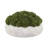 Sedum Arranged in a Stone Planter-774965369-774965254