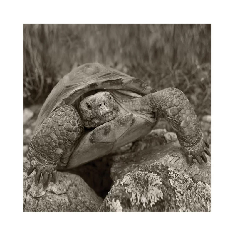Desert Tortoise, Santa Catalina Mountains, Arizona 1 Piece Wrapped Canvas Wall Art, 45.72 cm H x 45.72 cm W x 1.91 cm D
