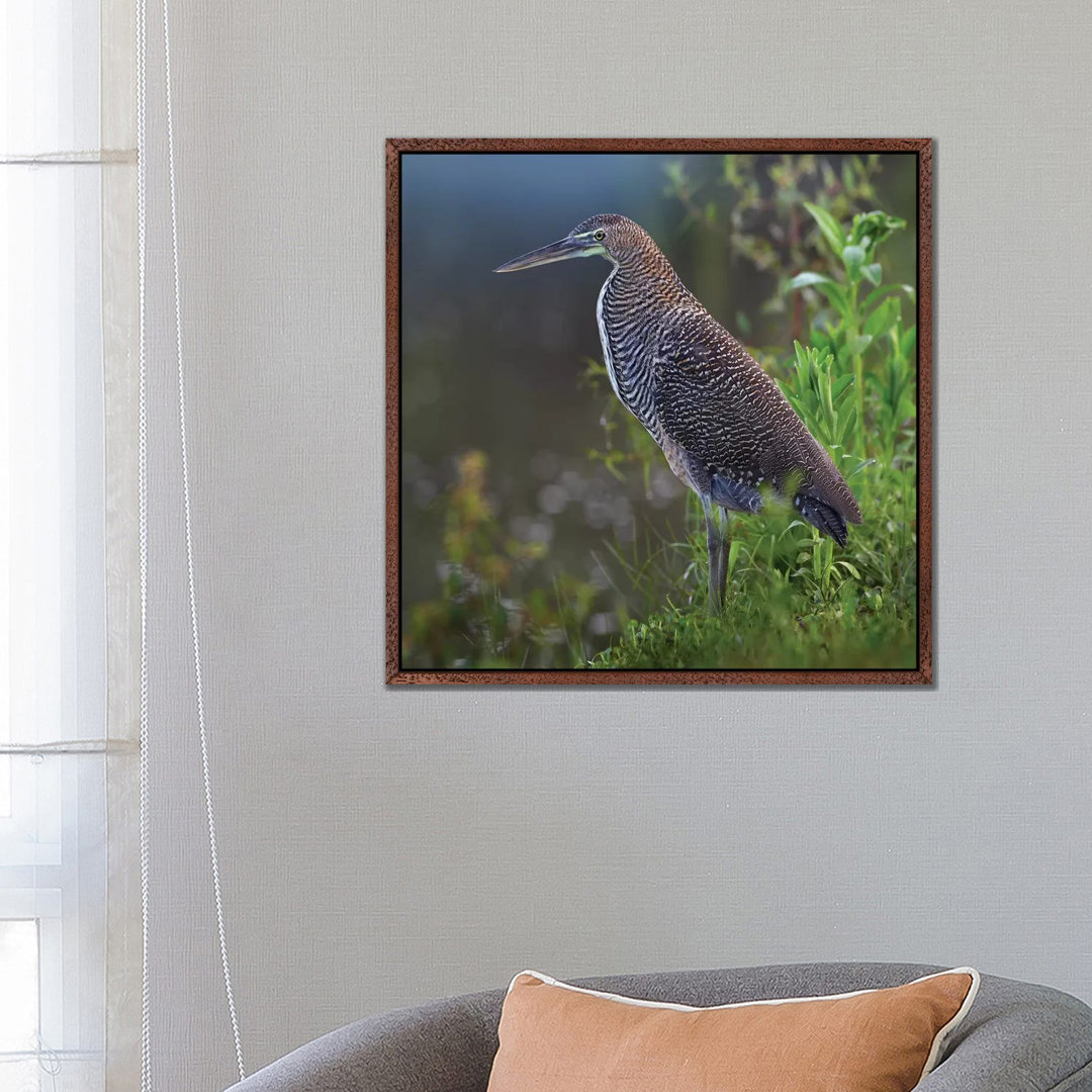 Bare-Throated Tiger Heron Portrait, Costa Rica von Tim Fitzharris - Galerie-verpackte Leinwand Giclée auf Leinwand