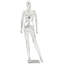 Anderw Mannequin
