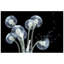 «Dancing Dandelions», impression sur verre