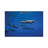 Dolphins by Barathieu Gabriel - Wrapped Canvas Photograph-1950173497