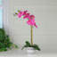 Orchidée rose et verte 18,5 "en pot
