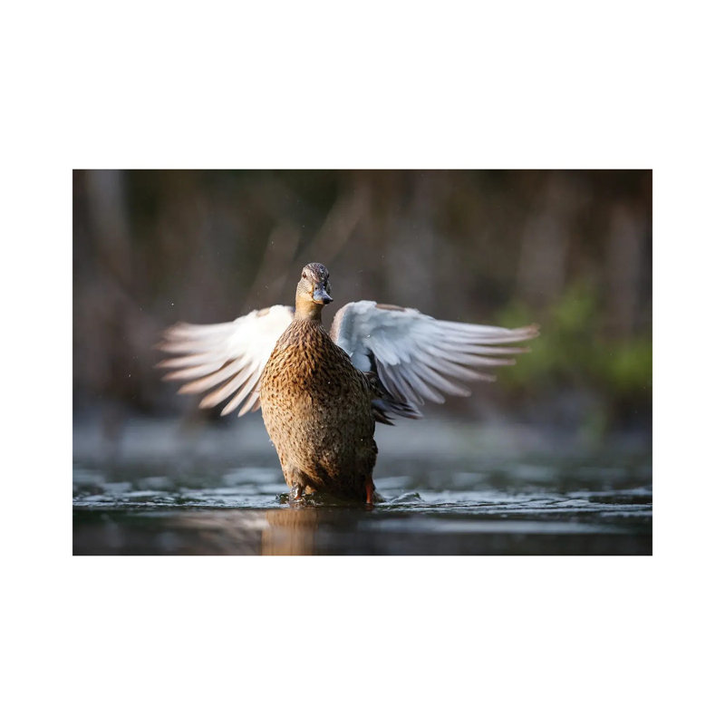 Mallard Duck by Mateusz Piesiak - Wrapped Canvas Print, 66.04 cm H x 45.72 cm W x 3.175 cm D