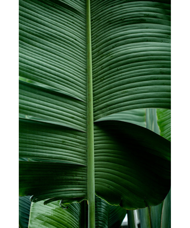 Wrapped Canvas Print, 91.44 cm H x 60.96 cm W