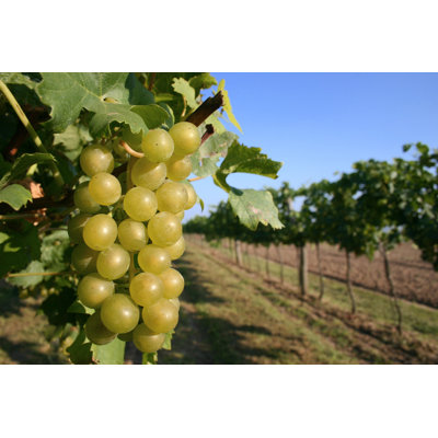 Raisins verts sur vigne - Illustration sans cadre sur toile