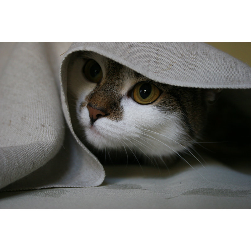 Chat par Luke1138, H 24 po x l 36 po