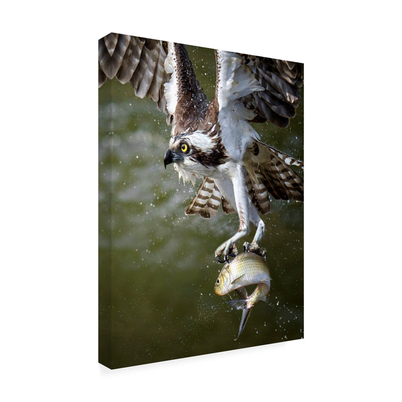 Bolog Osprey - Wrapped Canvas Print, 47" H x 35" W x 2" D