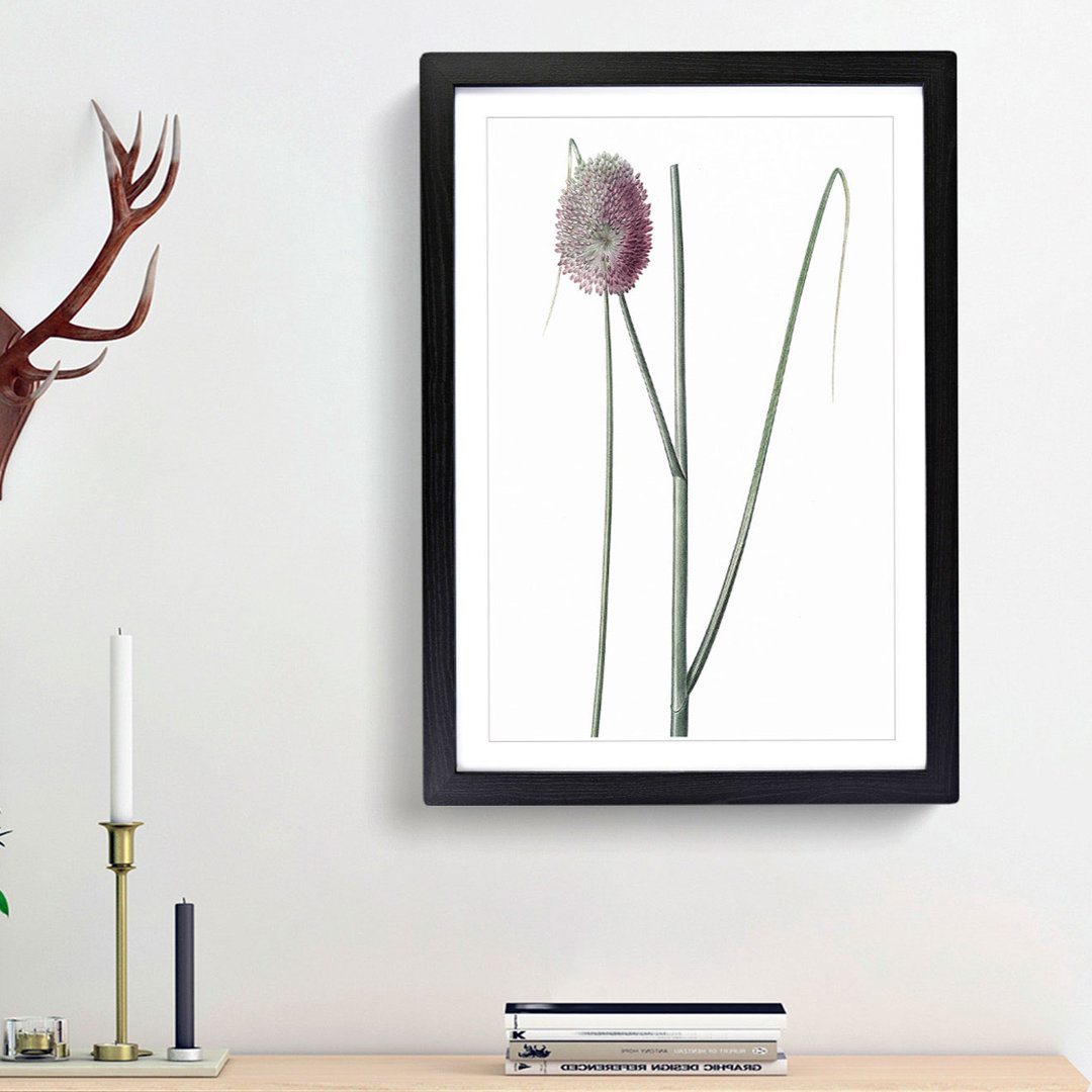 Leek Flower by Pierre-Joseph Redoute - Picture Frame Painting Print