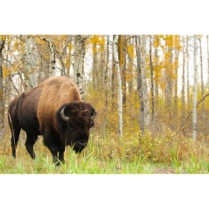 Wendover Plains Bison - Wrapped Canvas Print, 20cm H x 30cm W x 3.8cm D