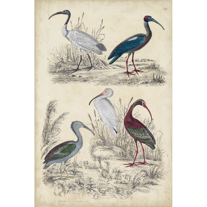 Ibis Family 1 Piece Painting on Canvas, 122 cm H x 81 cm W, Wrapped Canvas