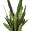 Faux Snake Plant in Cement Pot