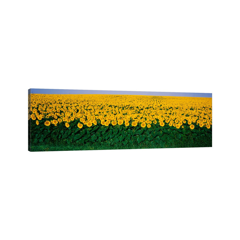 Sunflower Field, Maryland, USA by Panoramic Images - Wrapped Canvas Panoramic Print, 30.48 cm H x 91.44 cm W x 1.91 cm D