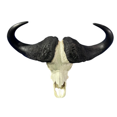 Real Cape Buffalo Skull