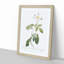Climbing Rose in White by Pierre-Joseph Redoute - Picture Frame Painting Print-55546047-55546052