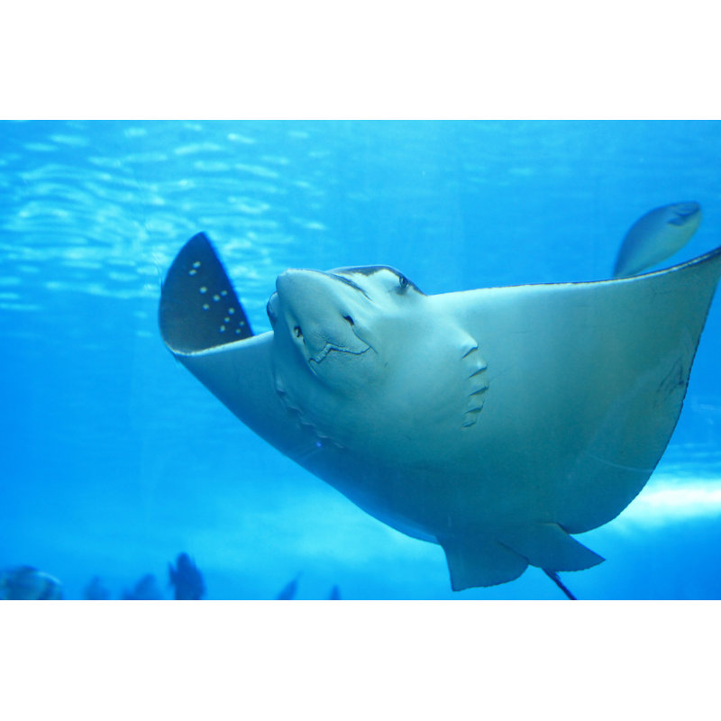 Beautiful Stingray - Wrapped Canvas Print, 30cm H x 46cm W x 3.8cm D