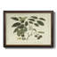 Delicate Botanical III " Delicate Botanical III "-1133998331