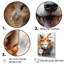 " Shiba Inu Spirit "-727705852-727705855