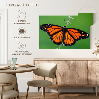 Pretty Monarch Butterfly