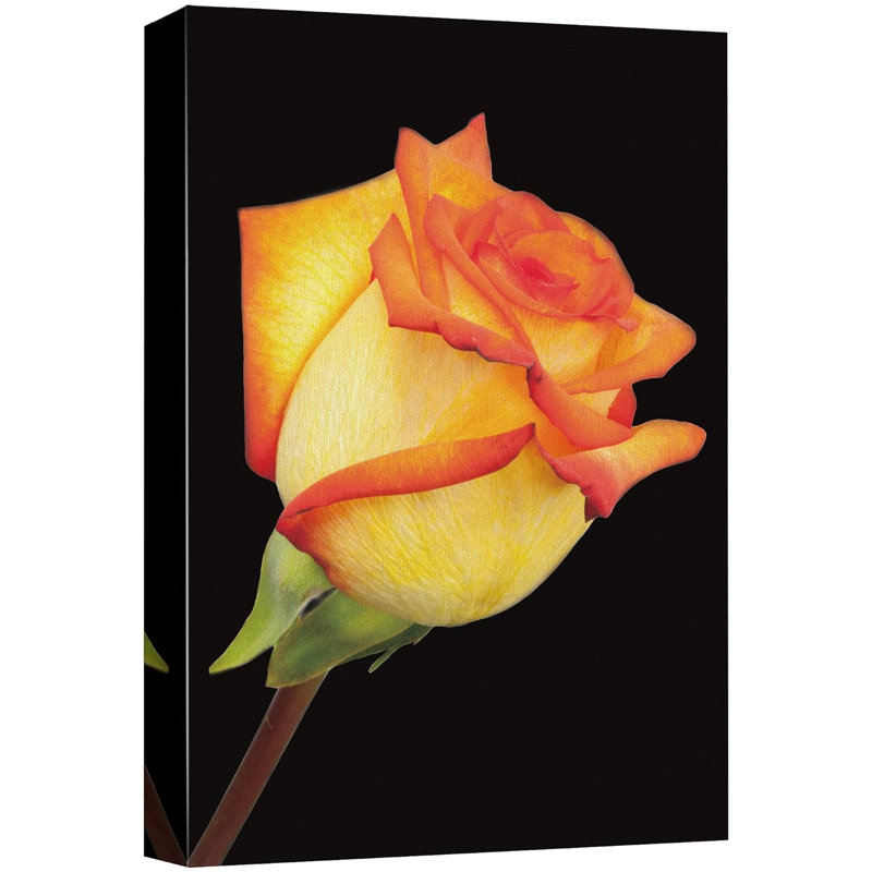 Flower Blossom «High Contrast Exposure Hybrid Tea Rose» sur, H 36 po x l 24 po