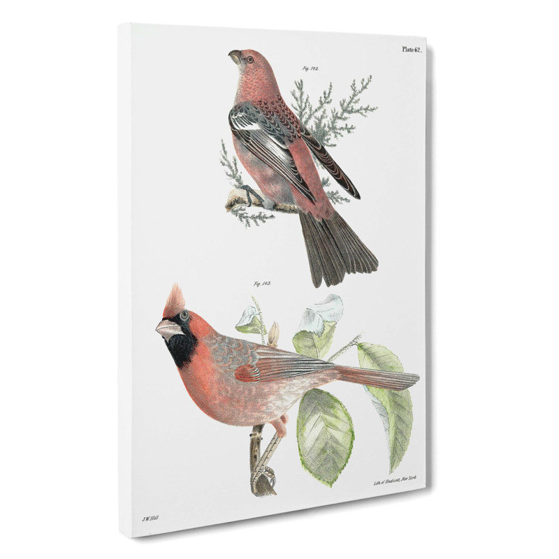 Pine Bulfinch & Cardinal Grosbeak Bird by J.E. De Kay - Wrapped Canvas, 50cm H x 35cm W x 3cm D