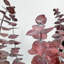 Ensemble de 4 bouquets d'eucalyptus séchés-209624966