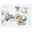 «Harp Seal Pup, Gulf Of St. Lawrence, Canada» par Gerry Ellis - reproduction d'art sur toile tendue-32499112-72126497-72126498