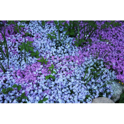 " Flowers Of Creeping Phlox "