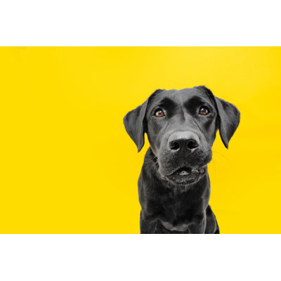 Funny Worried Dog's Face 1 Piece Wrapped Canvas Wall Art