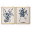Marine Plant Sketches III - reproduction encadrée de qualité supérieure - prête à être accrochée - aucun clou requis - aucun clou requis-321380582-321380577