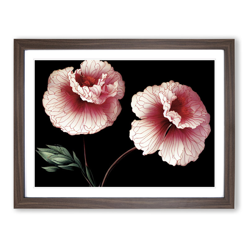 Sparkling Carnation Flowers - Framed Print, 46cm H x 64cm W x 2cm D, Walnut