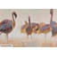Acrylbild Bad der Flamingos