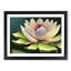 Precious Lotus Flower - Framed Print-327957405-327957406