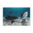 Tiger Shark Couple Tiger Shark Couple Print Animal Wall Art-1299889952