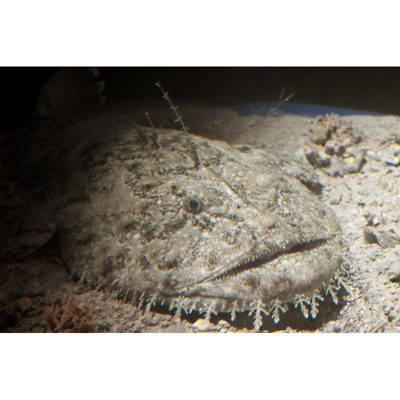 Monkfish by PEDRE - No Frame Art Prints on Canvas, 61cm H x 91cm W