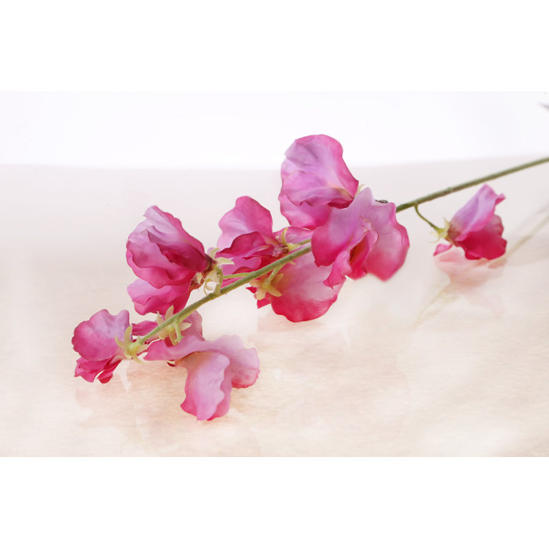 Sweet Pea, Dark Pink