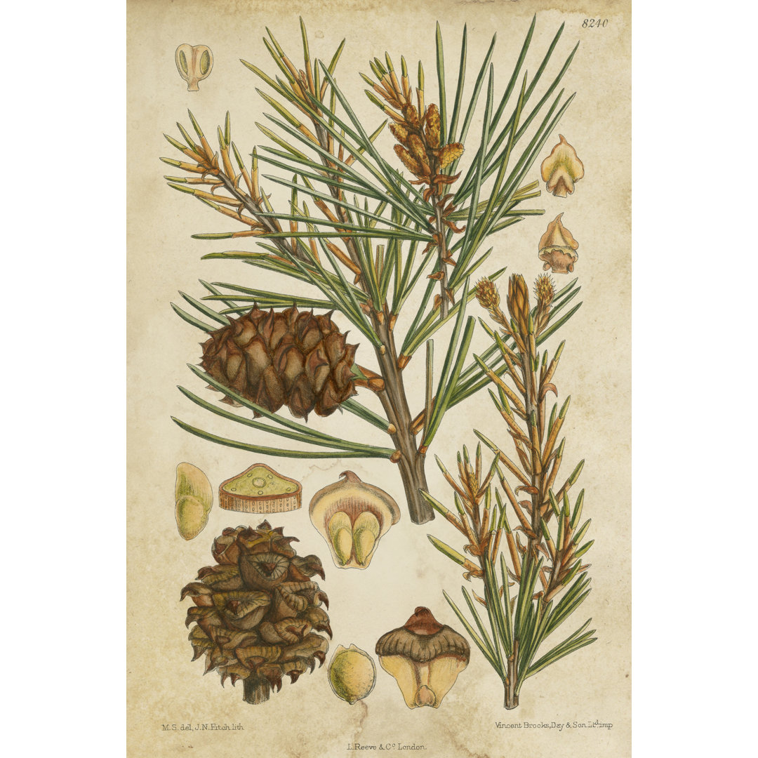 Leinwandbild Vintage Conifers II von Vision Studio