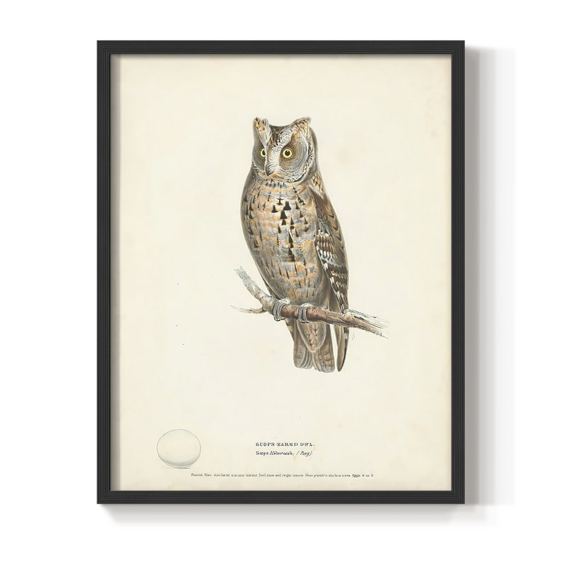 Reproduction encadrée Scops Earl Owl - bois massif, H 10 po x l 8 po, Noir