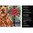 Irish Terrier Christmas PoinsettIas Kitchen Towel-2080583794