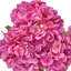 Ensemble d'hortensias 18 "Pe-2046605592