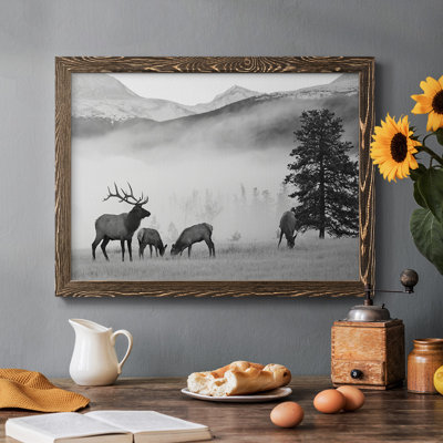 " Mountain Elk "