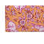 Tapis d'extérieur Bunny-410360113-410360124