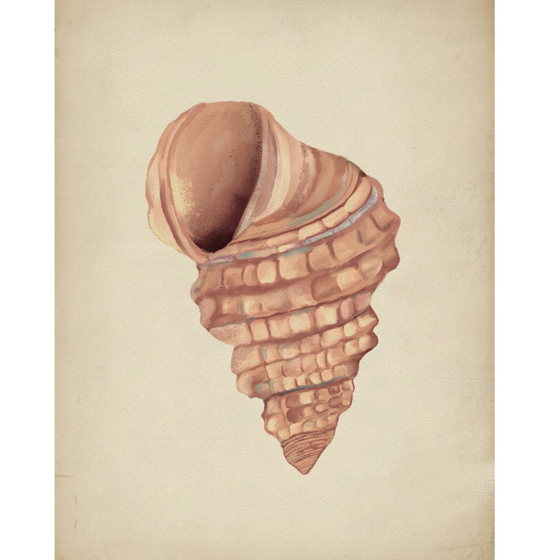 Spiral Seashell Study by Josie George — Animal Wall Art, Size, Format, Frame Color