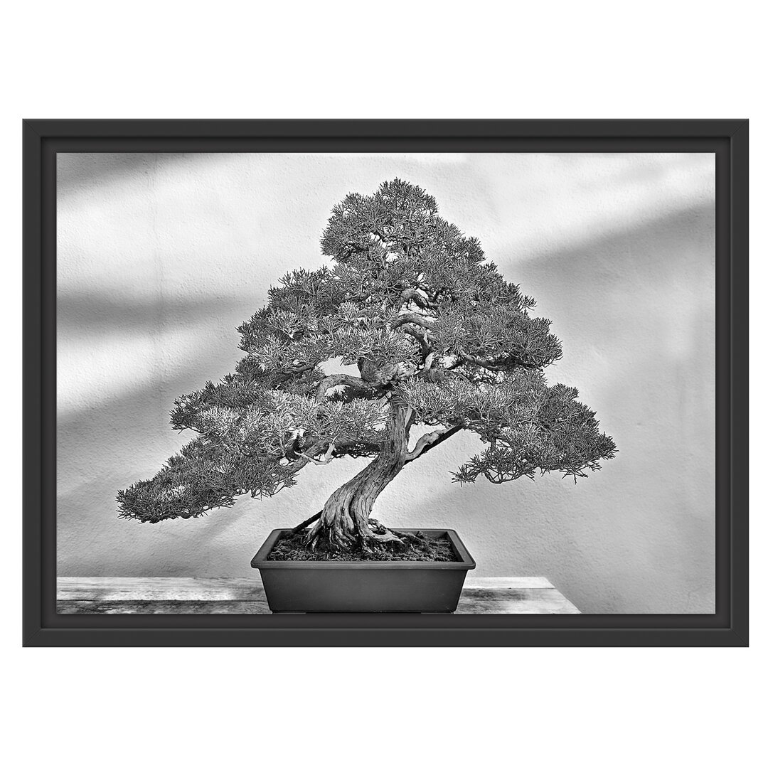 Gerahmtes Wandbild Bonsai Baum