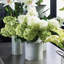 28-Inch Cone Hydrangea Stem-302745741