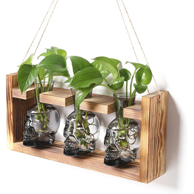 Plante terrarium, stations de propagation, culture hydroponique, crâne d'Halloween